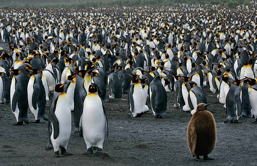 King Penguin colony with one Oa...